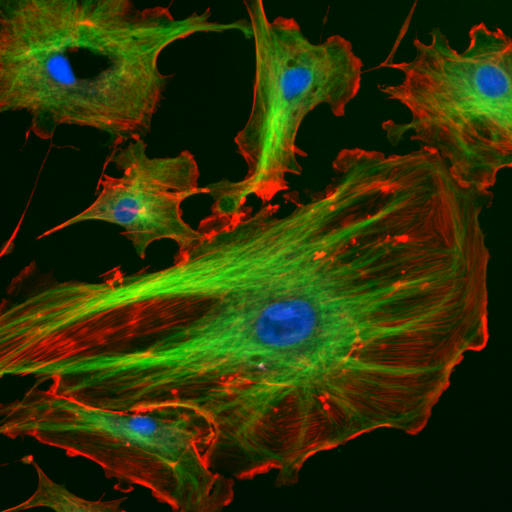 Physicists create a model that predicts how molecules are transport in living organisms